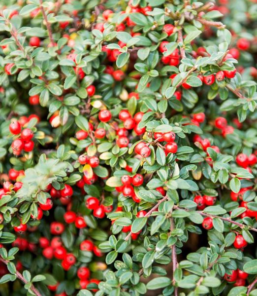 Cotoneaster Dammeri - 80cm kmienok